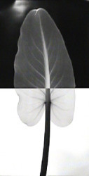 Calla Leaf I