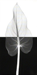 Calla Leaf II