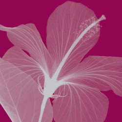 Hibiscus Silver by Steven N. Meyers