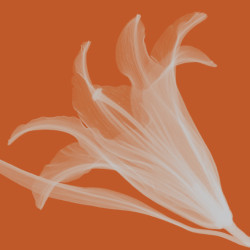 Lily Silver by Steven N. Meyers