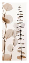 Eucalypti I