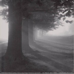 Misty Trees by Steven Mitchell