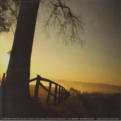 Morning Glory by Steven Mitchell