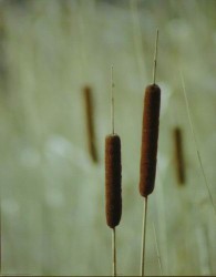 Cattails