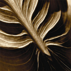 Turning Over a New Leaf by Steven Mitchell