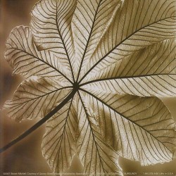Autumn Leaf Sepia
