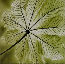 Autumn Leaf Green by Steven Mitchell