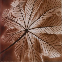 Autumn Leaf Burgundy by Steven Mitchell