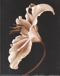 Jennifer's Lily by George Fossey