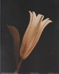 Toned Lily by George Fossey