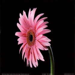 Pink Gerbera I by Steven Mitchell