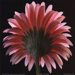 Pink Gerbera II by Steven Mitchell