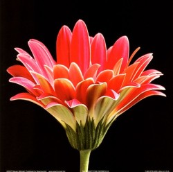 Pink Gerbera III by Steven Mitchell