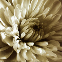 Sepia Bloom I by Steven Mitchell