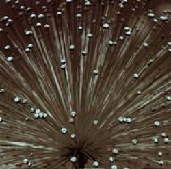 Sepia Bloom II by Steven Mitchell