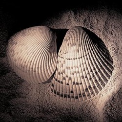 Cockles by Laurel Wade