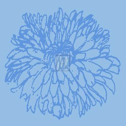 Chryanthemum Bloom I by Alice Buckingham