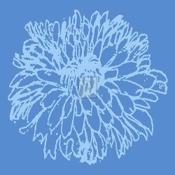 Chryanthemum Bloom II by Alice Buckingham