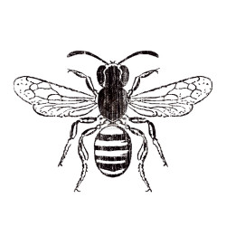 Bee by Clara Wells
