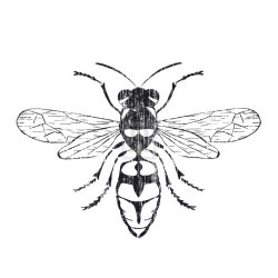 Wasp by Clara Wells