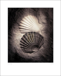 Scallops by Laurel Wade