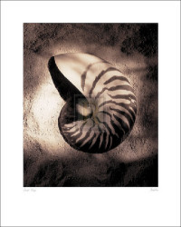 Nautilus  by Laurel Wade