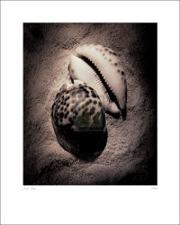 Cowrie by Laurel Wade