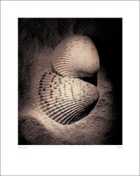 Cockles  by Laurel Wade