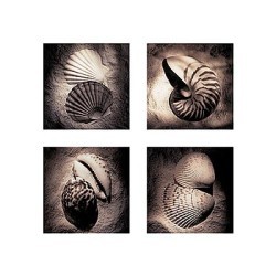 Nauticaa by Laurel Wade