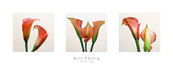 Three Lilies by Bill Philip