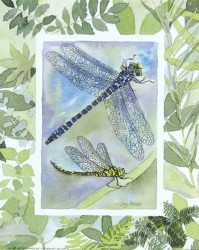 Dragonfly I by Lucy Davies