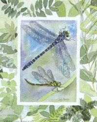 Dragonfly I