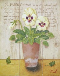The Pansy Viola by Mid Gordon