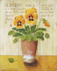 The Pansy by Mid Gordon