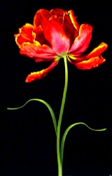 Tulip Fantasy I by Joson