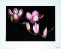 Magnolia by Carl Hensel