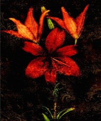 Red Lillies by John Seba