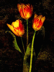Three Tulips by John Seba
