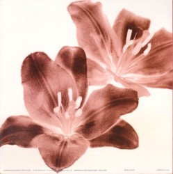 Red Lillies by D & D Stefanich
