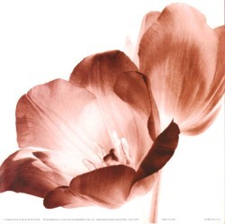 Red Tulips by D & D Stefanich