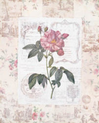 Rose Reflection 1 by Gillian Fullard