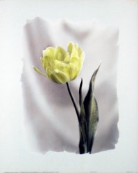 Yellow Tulip by D & D Stefanich