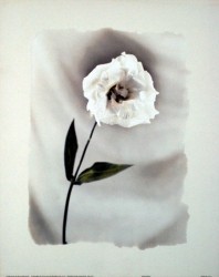 Lisianthus by D & D Stefanich