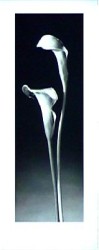 Calla Lillies by Diane & Dick Stefanich