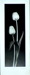 Tulips by Diane & Dick Stefanich