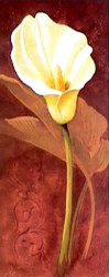 Calla Lily by John Clayton