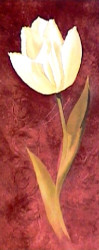 Tulip by John Clayton