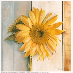 Grey White and Brown