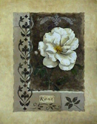 White Rose by Vivian Flasch