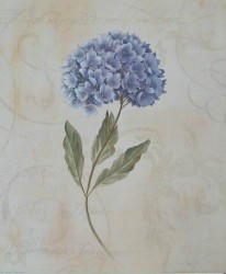 Hydrangea by Virginia Huntingwood